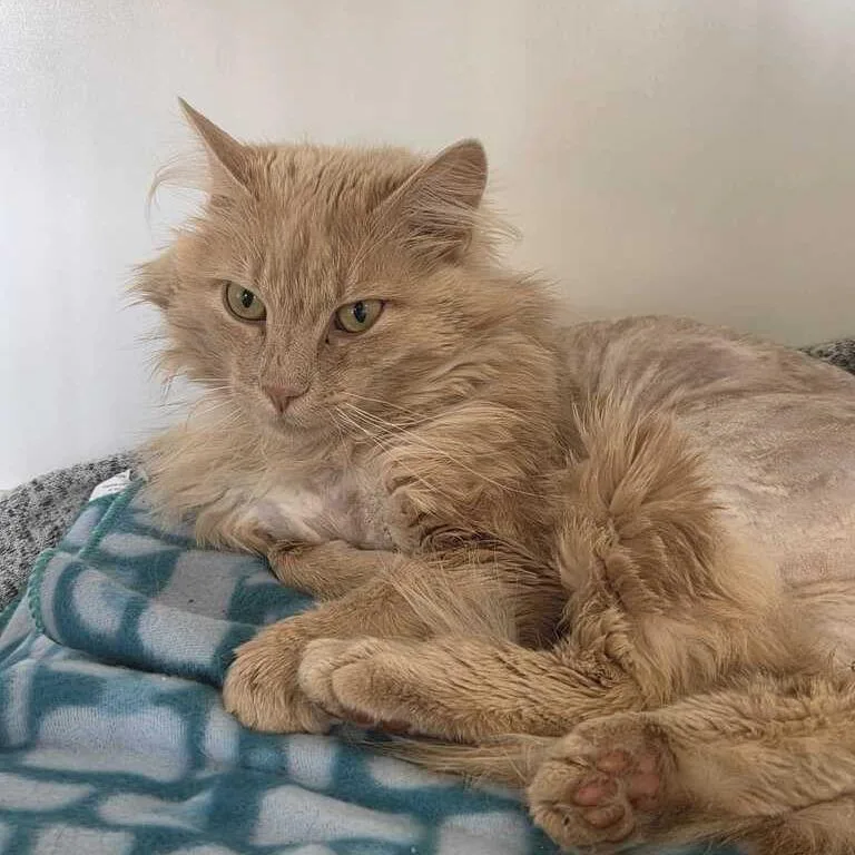 An adult small-sized male Orange / Red Domestic Long Hair cat named Buckle for adoption in Driggs, ID