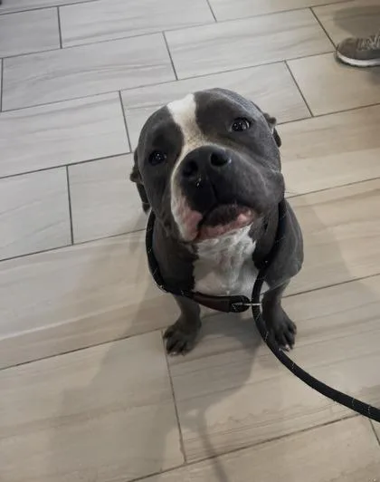 An adult large-sized male American Staffordshire Terrier dog named Rhinoceros for adoption in Daytona Beach, FL