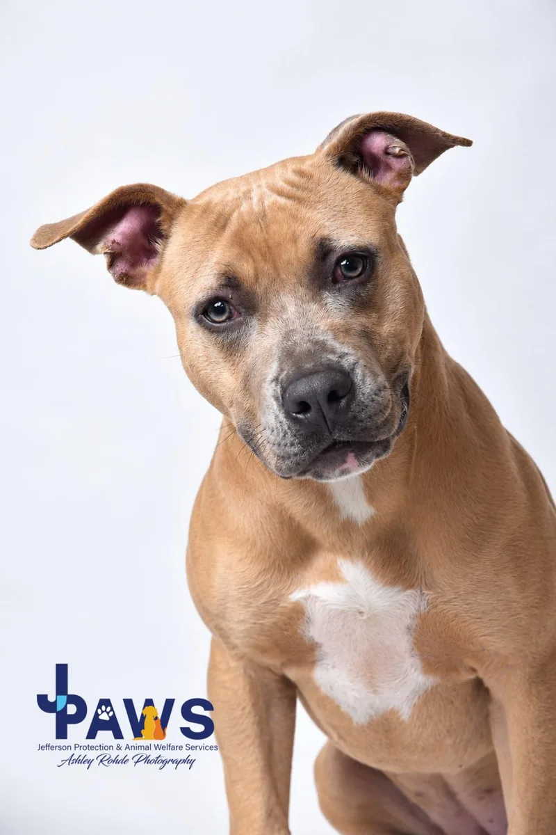 A young medium-sized female Pit Bull Terrier dog named Mila for adoption in Harvey, LA