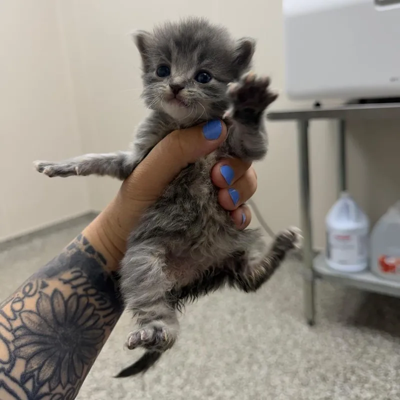A baby small-sized female Brown / Chocolate Domestic Short Hair cat named Sardine for adoption in Morganton, NC