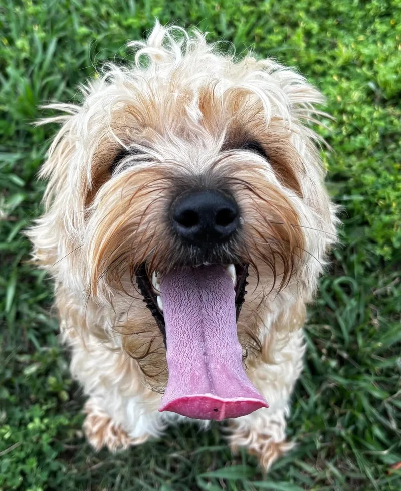 An adult small-sized male Yorkshire Terrier dog named Jefferson for adoption in Orlando, FL