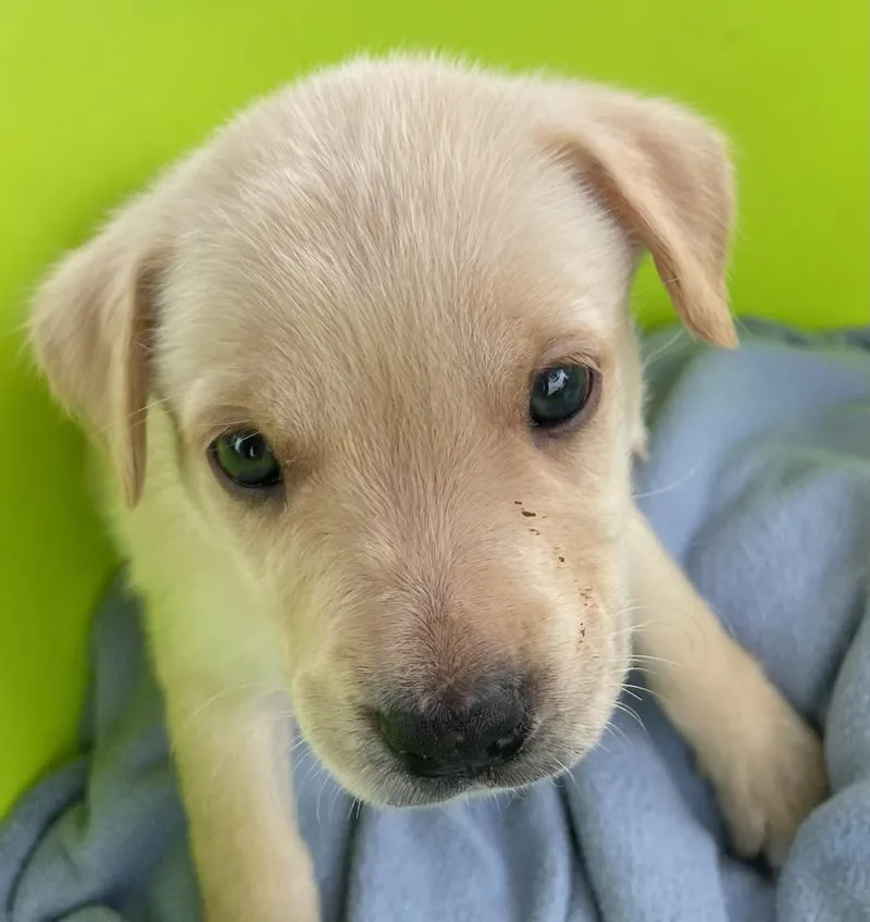 Buttercup