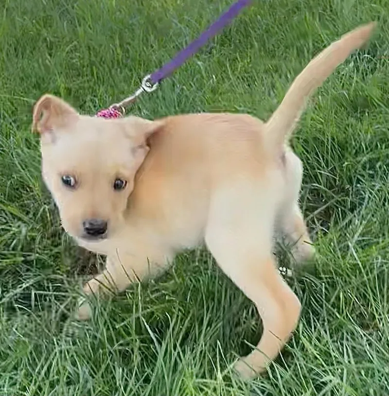 Buttercup thumbnail 3