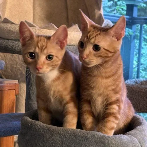 A baby small-sized male Tabby (Orange / Red) Tabby cat named Tucker for adoption in Knoxville, TN