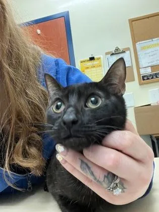A young medium-sized female Black & White / Tuxedo Domestic Short Hair cat named Sneeky for adoption in Charleston, SC