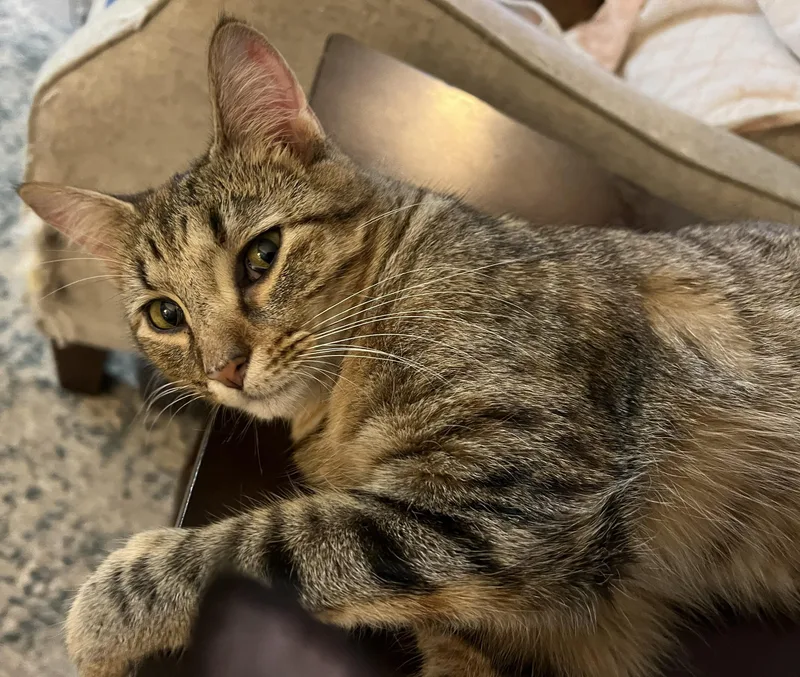 A baby small-sized female Tabby (Buff / Tan / Fawn) Tabby cat named Goldie for adoption in Beckley, WV