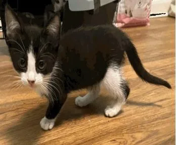 A baby small-sized male Domestic Short Hair cat named Jason for adoption in Largo, FL
