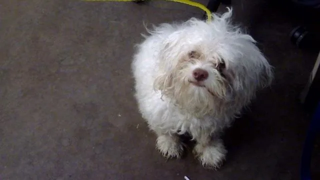 An adult small-sized male Mixed Breed dog named Coconut for adoption in Dallas, TX