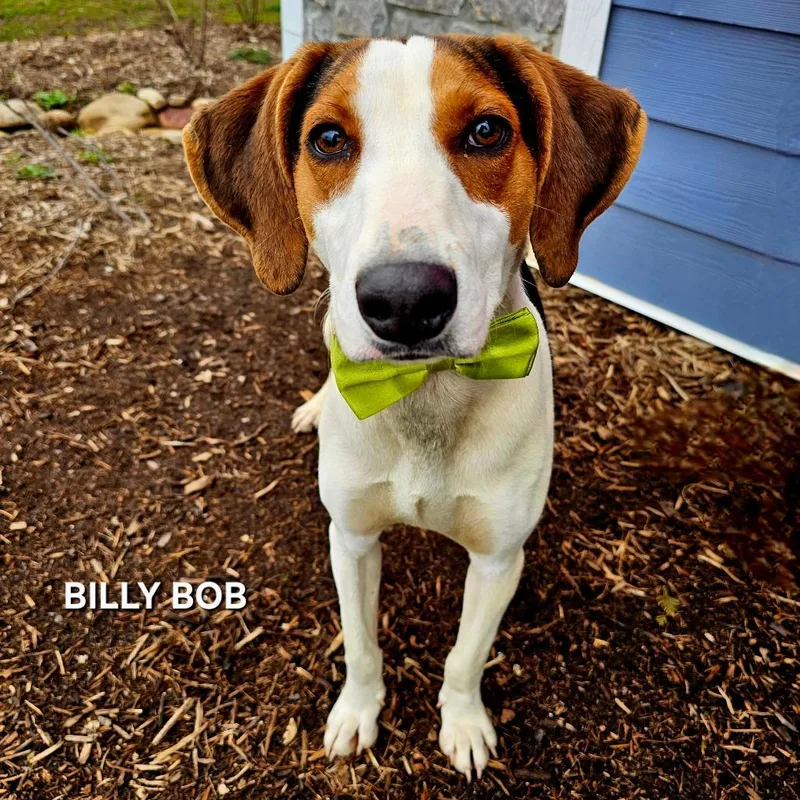 Billy Bob thumbnail 2