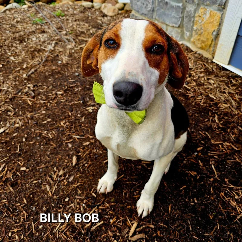 Billy Bob thumbnail 3