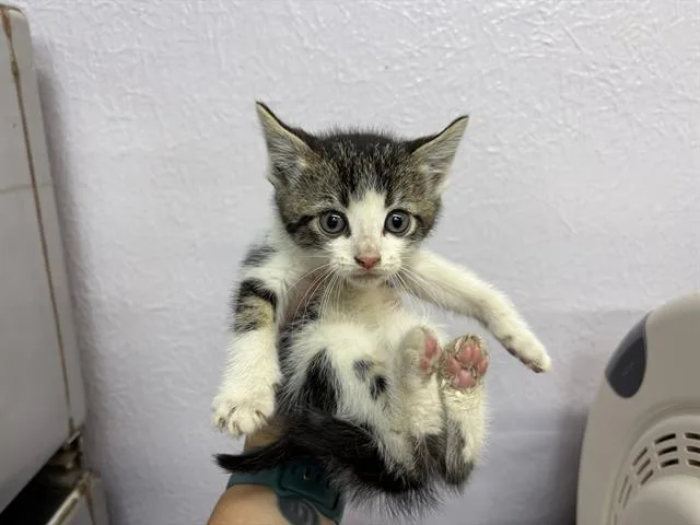 A baby small-sized male Domestic Short Hair cat named Cedar for adoption in Fairfield, CA