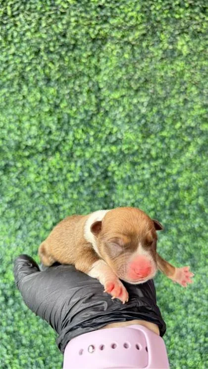 A baby small-sized female Yellow / Tan / Blond / Fawn Mixed Breed dog named 61181883 for adoption in El Paso, TX