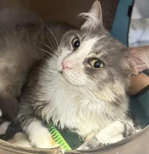 Franklin thumbnail 2