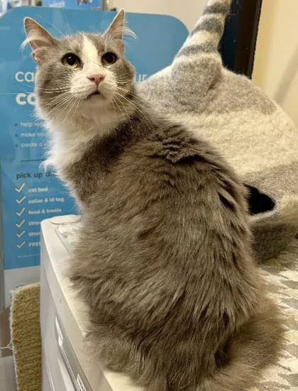 Franklin thumbnail 3