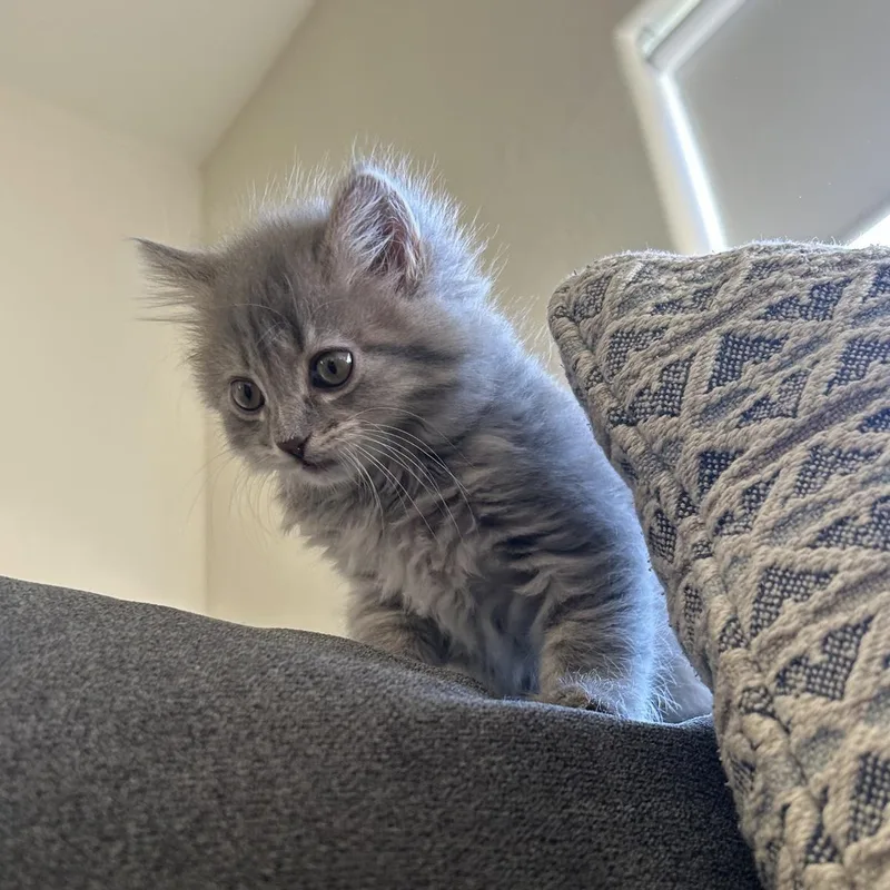 Fruit Loop thumbnail 2