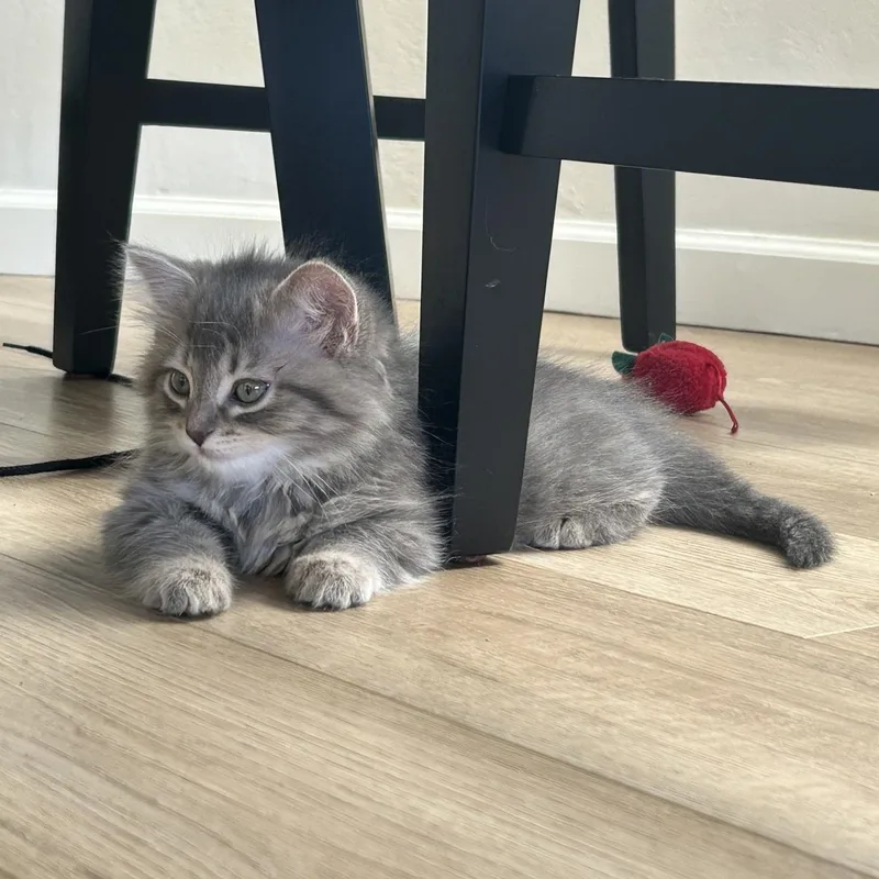 Fruit Loop thumbnail 3