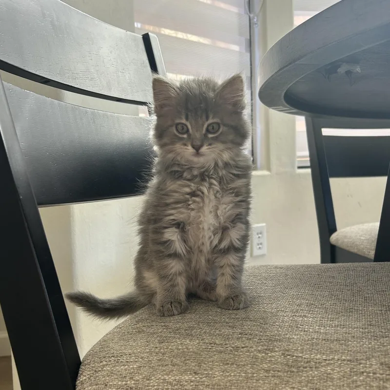 Fruit Loop thumbnail 4