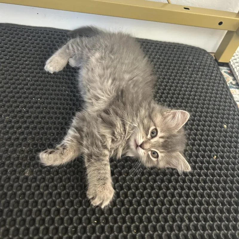 Fruit Loop thumbnail 5