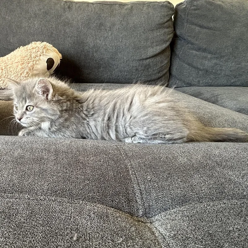 Fruit Loop thumbnail 6