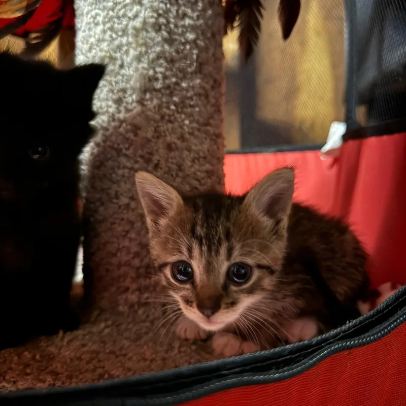 A baby small-sized female Brown / Chocolate Domestic Short Hair cat named Jenna for adoption in Richmond, IN