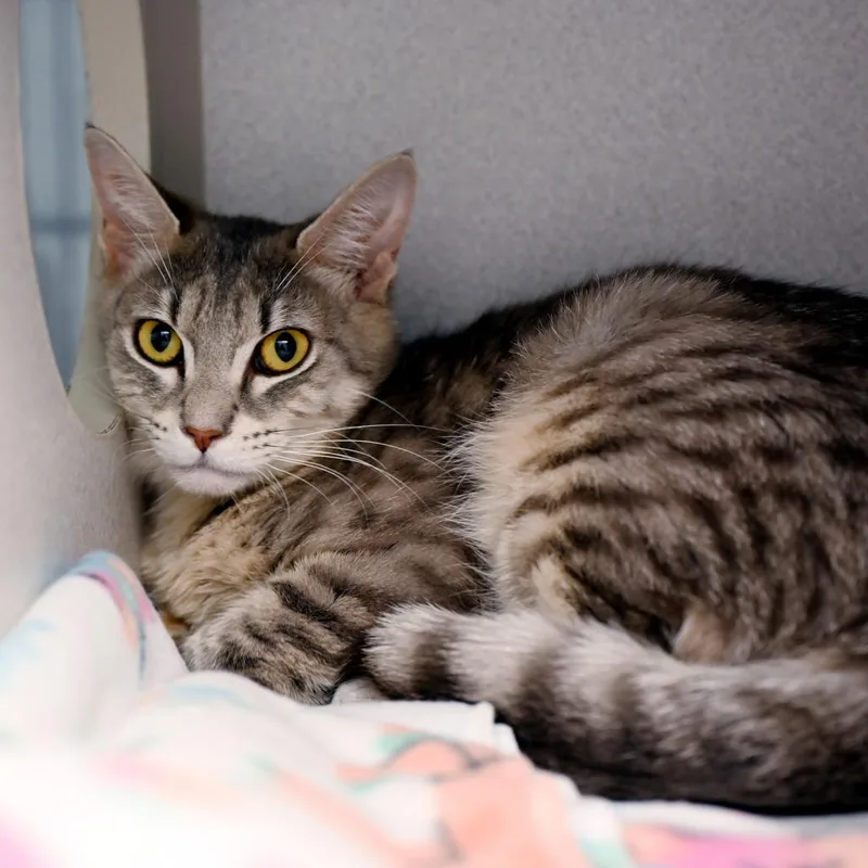 A young medium-sized female Domestic Short Hair cat named Jewel Tone for adoption in Shoreline, WA