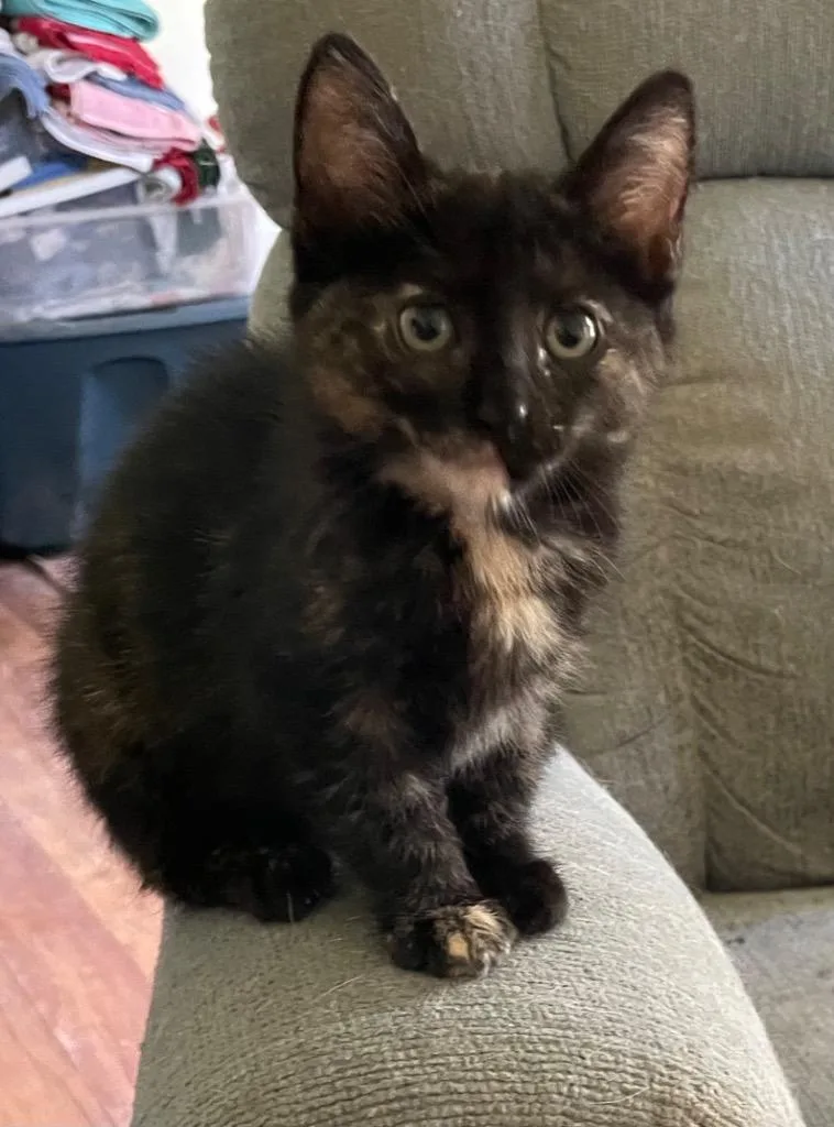 A baby small-sized female Domestic Medium Hair cat named Francie for adoption in Gorham, ME