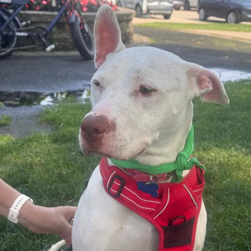 A senior medium-sized female White / Cream Pit Bull Terrier dog named Daisey May for adoption in South Haven, MI