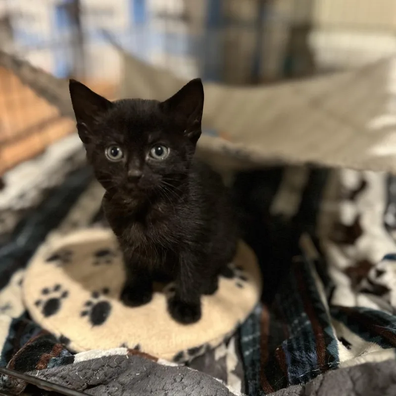 A baby small-sized female Black Domestic Short Hair cat named Ellie Eggplant for adoption in Waukesha, WI