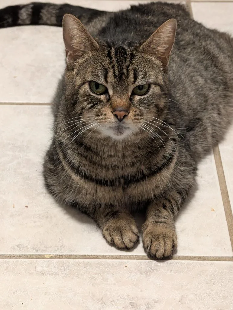 An adult medium-sized female Domestic Short Hair cat named Gamora for adoption in Wintersville, OH