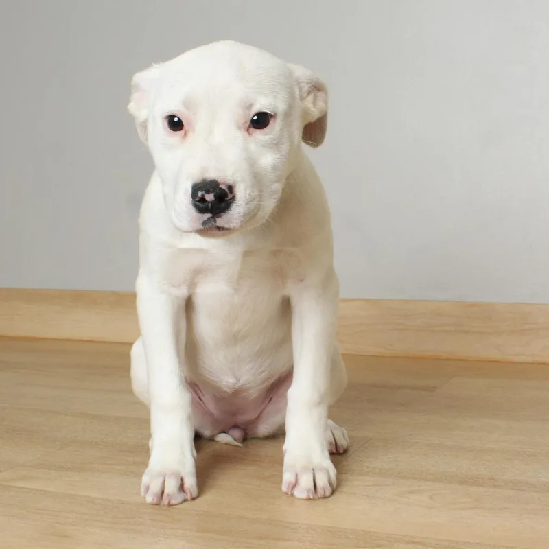 A baby medium-sized female White / Cream Pit Bull Terrier dog named Concept D for adoption in Minnetonka, MN