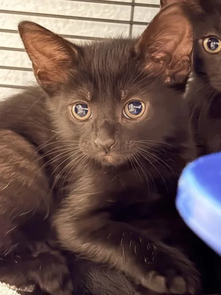 A baby small-sized female Domestic Short Hair cat named Exclaim for adoption in Millersville, MD