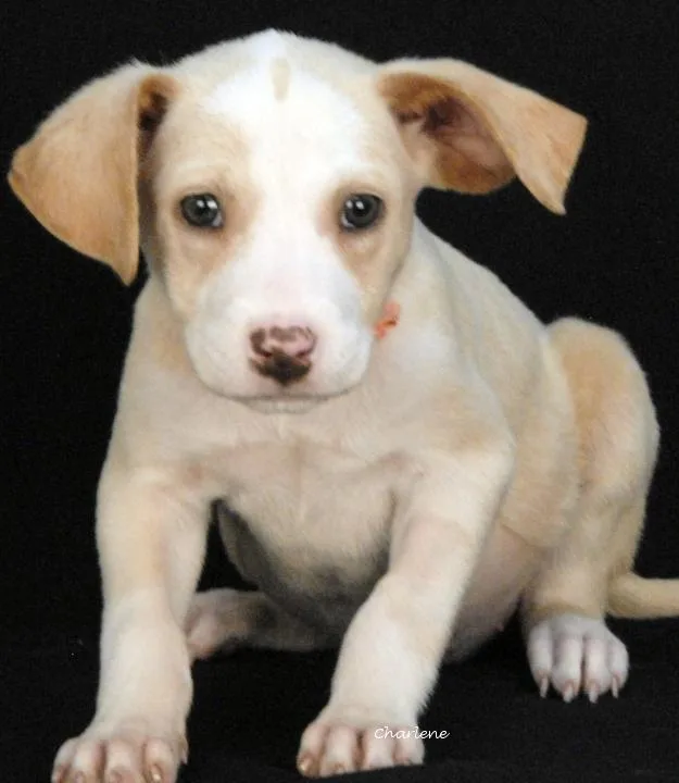 A baby medium-sized female White / Cream Beagle dog named Takedown for adoption in Newland, NC