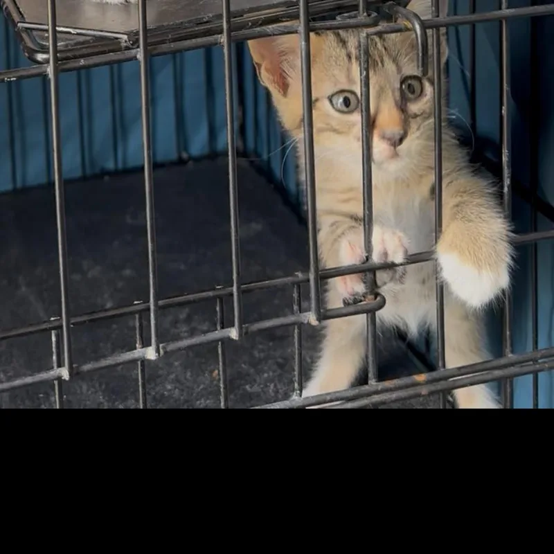 A baby small-sized female Brown / Chocolate Domestic Short Hair cat named Hibiscus for adoption in Kyle, TX