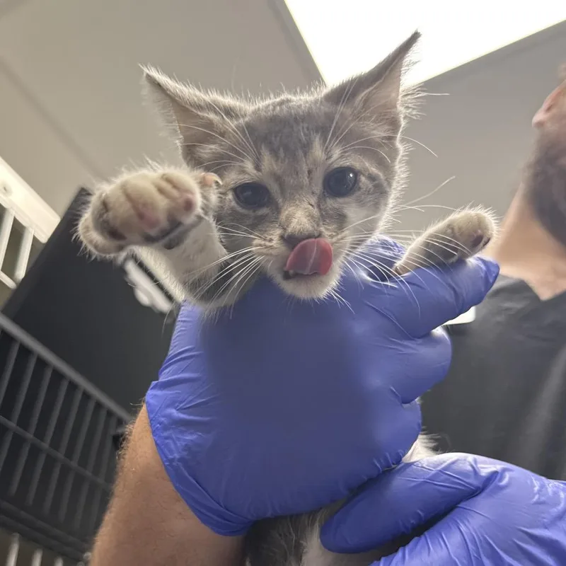 A baby small-sized male Gray / Blue / Silver Domestic Short Hair cat named Dash for adoption in Lakeland, FL