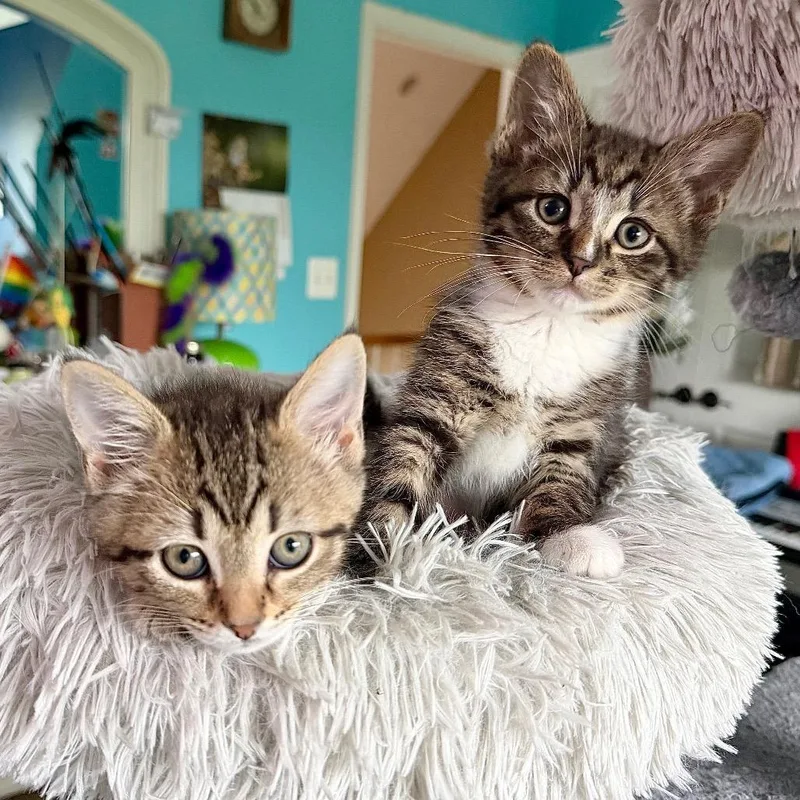 A baby small-sized male Brown / Chocolate Domestic Short Hair cat named Rocky And Grace Tabby for adoption in Potomac, MD