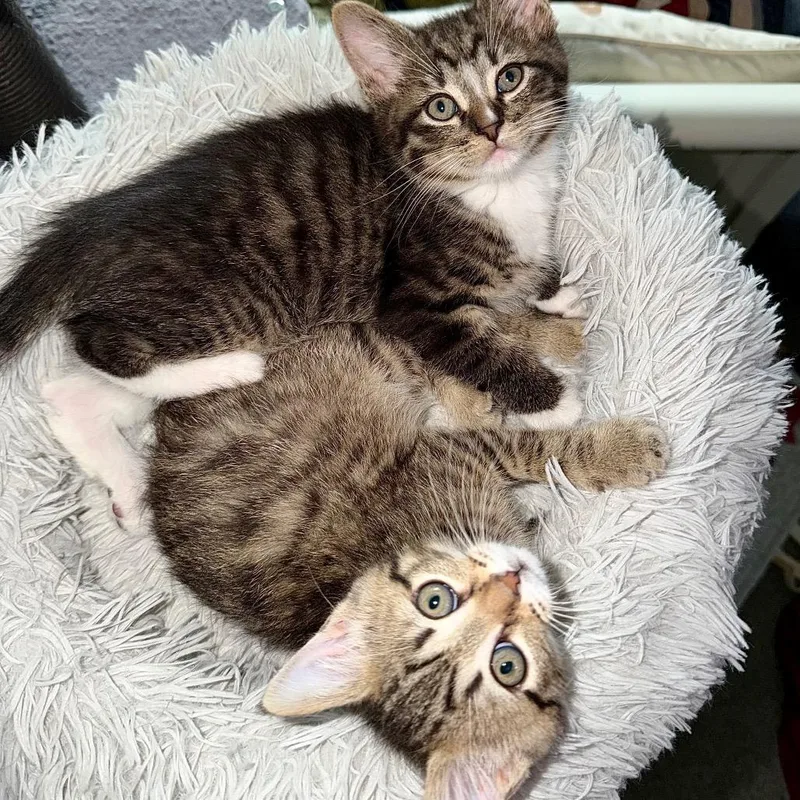 Rocky And Grace Tabby thumbnail 2