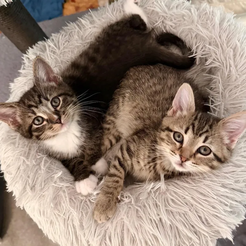 Rocky And Grace Tabby thumbnail 3