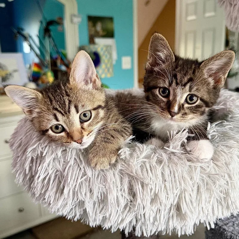 Rocky And Grace Tabby thumbnail 4