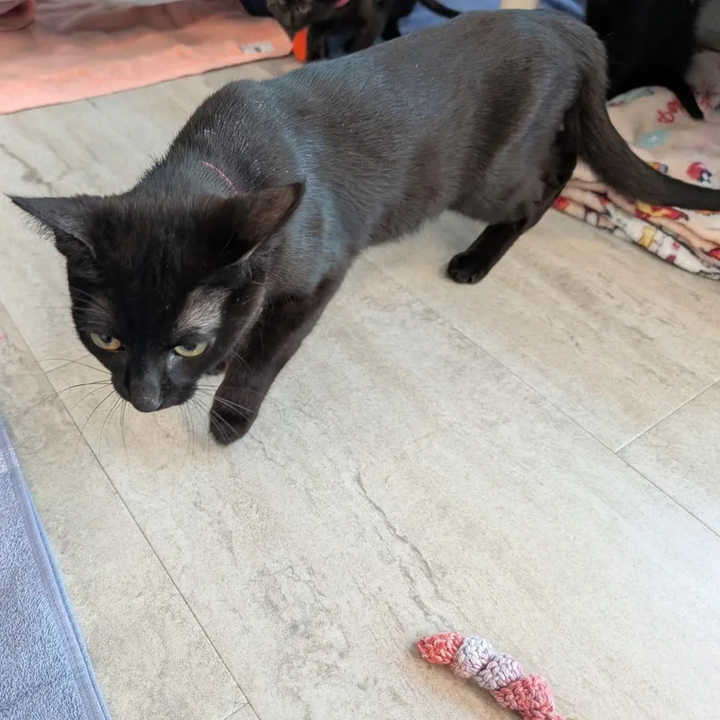 A young medium-sized female Black Domestic Short Hair cat named Nena for adoption in Fairport, NY