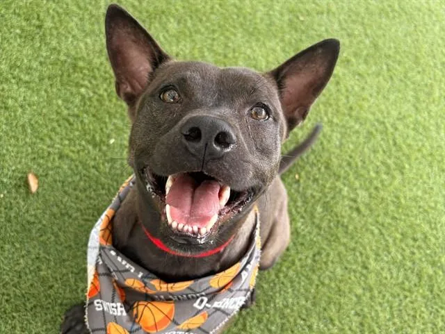 A young medium-sized female Labrador Retriever dog named Juliet for adoption in Fort Lauderdale, FL