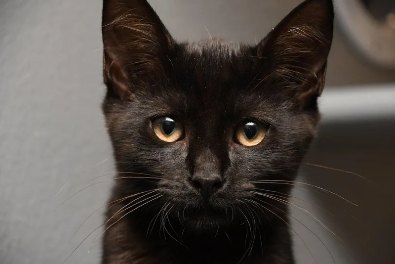 A young medium-sized male American Shorthair cat named Henry for adoption in Naples, FL