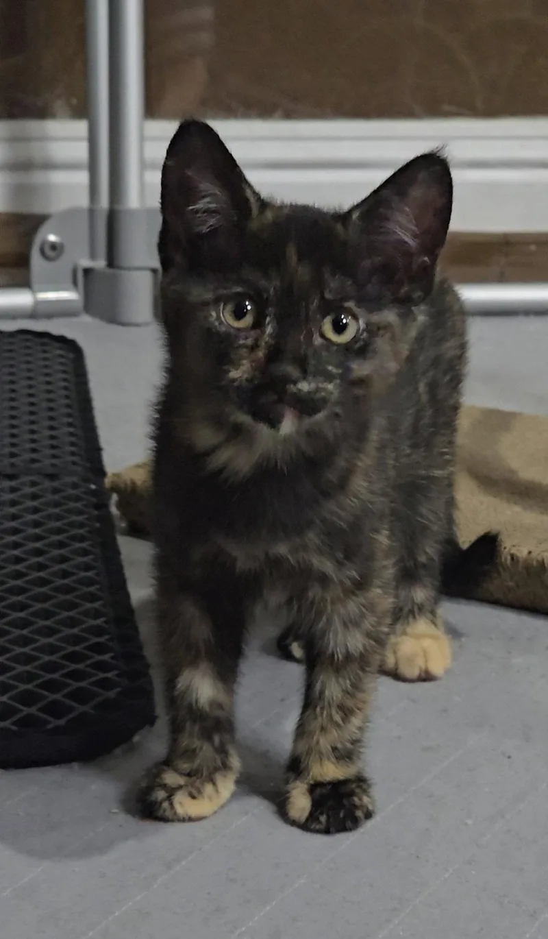 A baby medium-sized female Domestic Short Hair cat named Clam for adoption in San Jose, CA