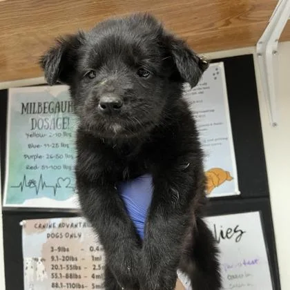 A baby medium-sized male Poodle dog named Turkey for adoption in Morton Grove, IL