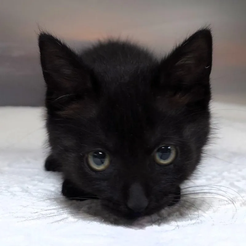 A baby small-sized male Black Domestic Short Hair cat named Forrest for adoption in Michigan City, IN