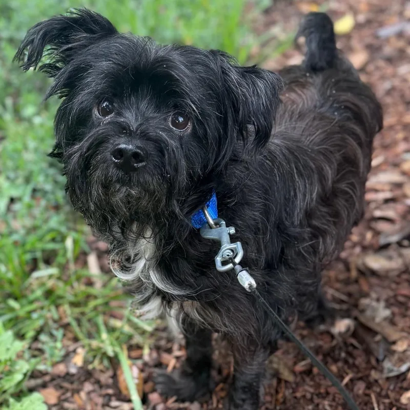 A young small-sized male Black Mixed Breed dog named Rowan for adoption in Asheville, NC