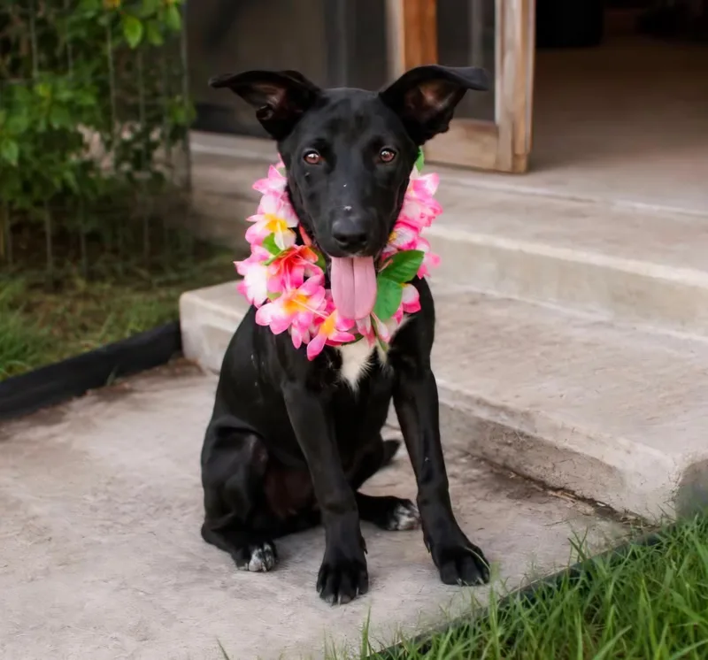 A young medium-sized female Black German Shepherd Dog dog named Bella for adoption in Gregory, TX