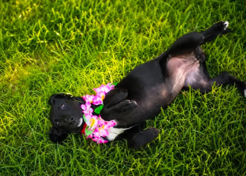 Bella thumbnail 3