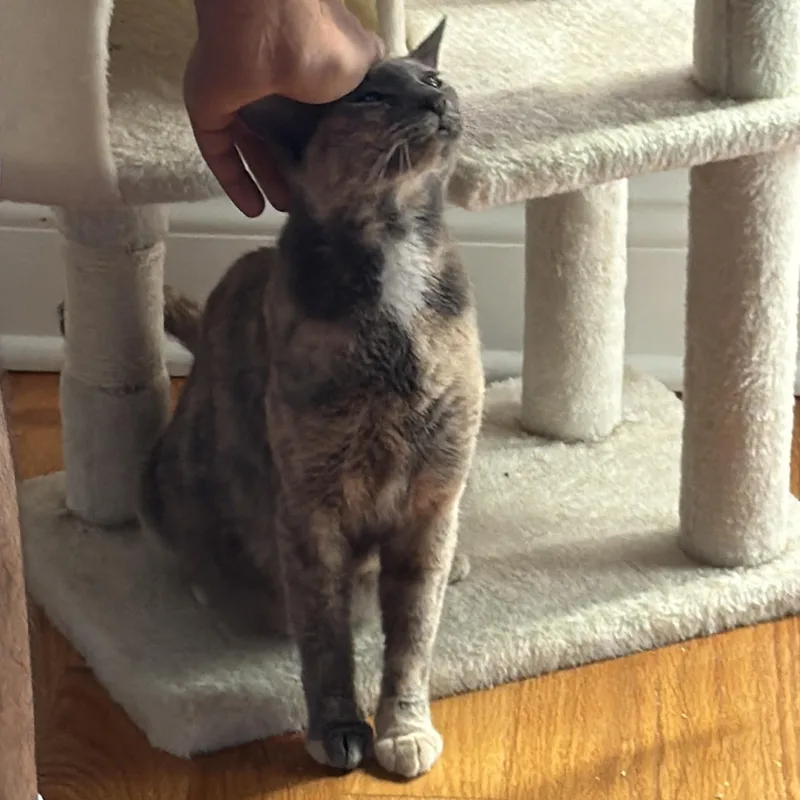 A young medium-sized female Dilute Tortoiseshell American Shorthair cat named Ursula for adoption in Highland Park, NJ