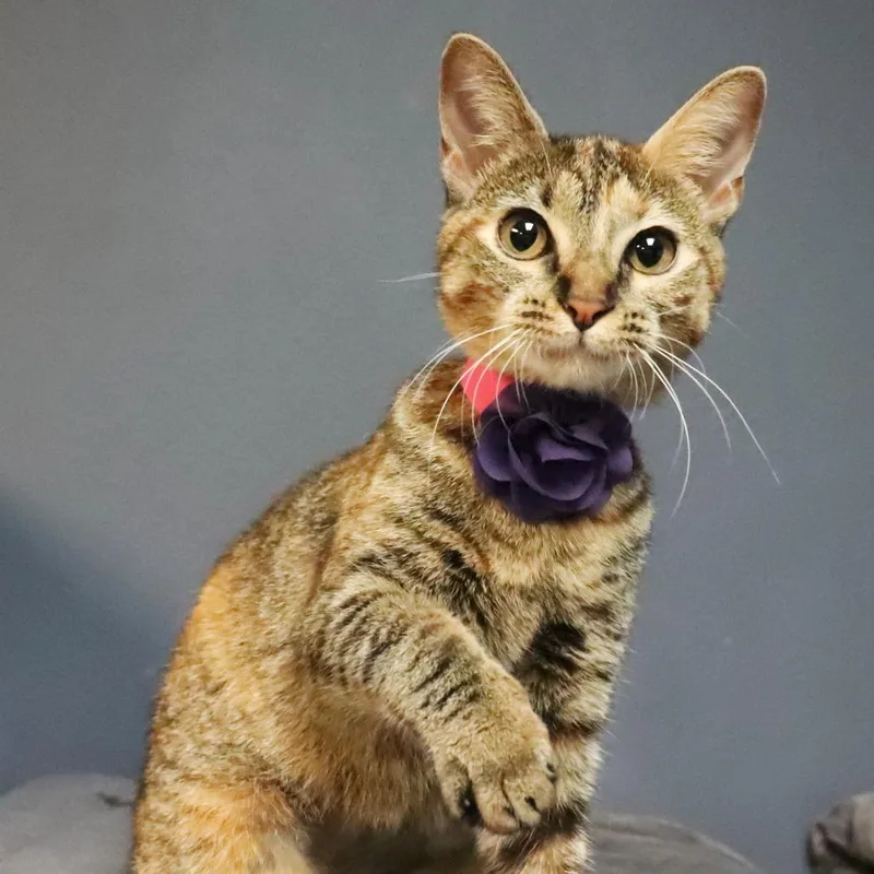 A young medium-sized female Brown / Chocolate Domestic Short Hair cat named Chyna for adoption in Lakeland, FL