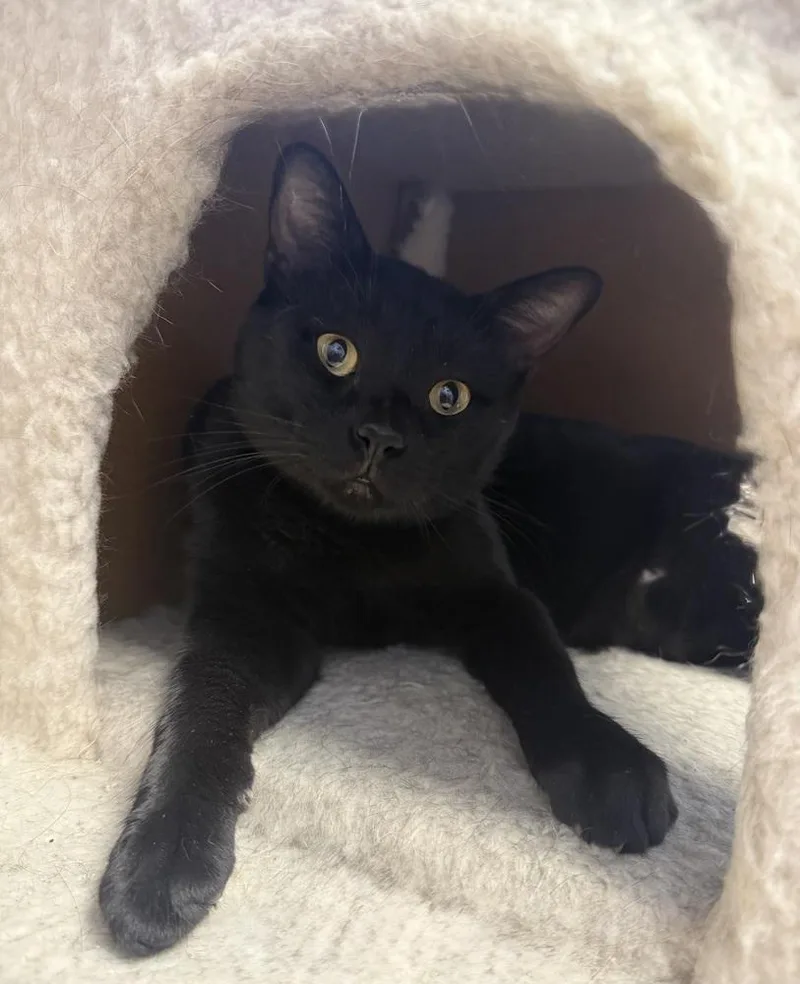 An adult small-sized male Black Domestic Short Hair cat named Keanu for adoption in Fremont, NE